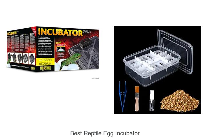 Top 12 Best Reptile Egg Incubator That Will Boost Hatch Rates